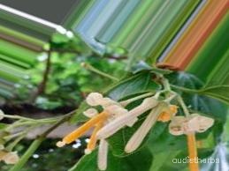 augmented_Alangium begoniaefolium flower4_0_1593.jpeg